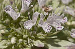 Clustered mountainmint